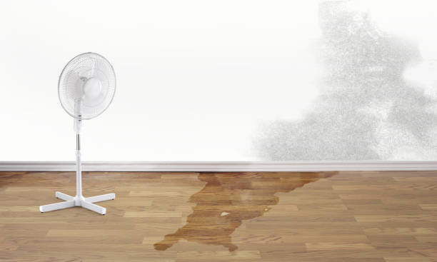 Best Mold removal after water damage  in James Island, SC